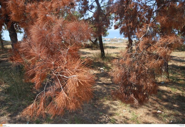 Το φλοιοφάγο έντομο έφτασε στην παραλία Καλαμαριάς - Σοβαρή απειλή για επέκταση