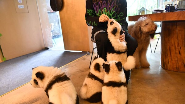 Καφέ στην Κίνα έβαψε σκύλους ασπρόμαυρους για να μοιάζουν με πάντα