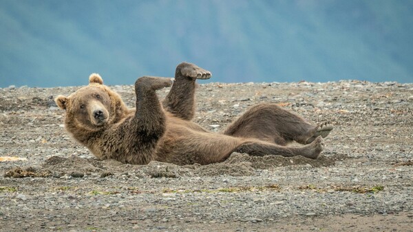 Comedy Wildlife Photography Award: Οι πιο αστείες φωτογραφίες της άγριας φύσης