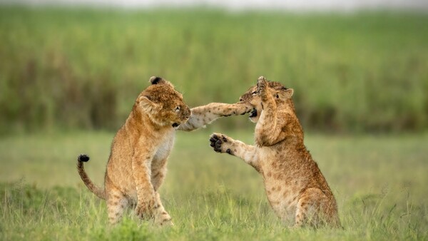 Comedy Wildlife Photography Award: Οι πιο αστείες φωτογραφίες της άγριας φύσης