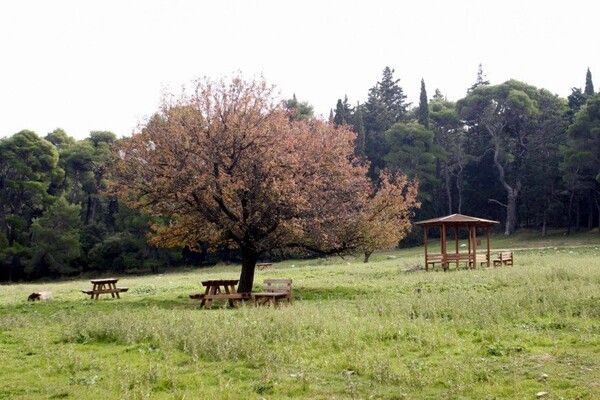 Έτσι είναι το εσωτερικό του κτηρίου στο Τατόι - Φωτογραφίες