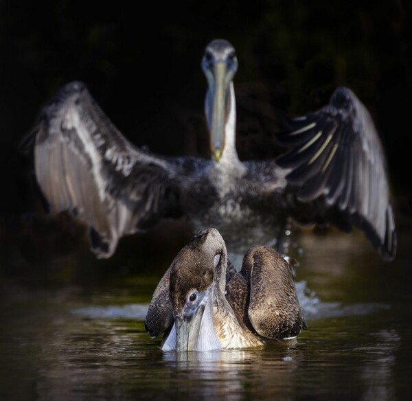 Comedy Wildlife Photography Awards: Τα άγρια ζώα στις πιο αστείες φωτογραφίες τους