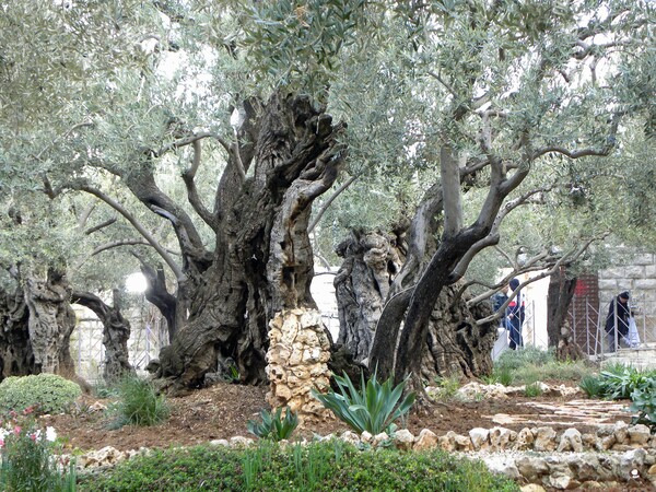 Αλεξανδρούπολη: Λάδι από αρχαίο ελαιώνα