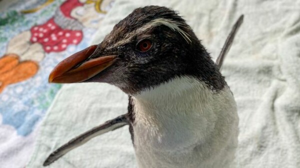 Πιγκουίνος «παρακολουθεί» Pingu σε iPad για να μη νιώθει μοναξιά