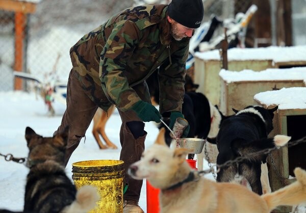 Iditarod: Οι προετοιμασίες για τις ελκηθροδρομίες σκύλων της Αλάσκας