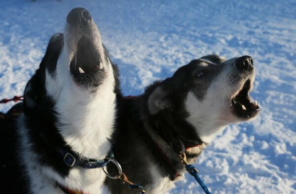 Iditarod: Οι προετοιμασίες για τις ελκηθροδρομίες σκύλων της Αλάσκας