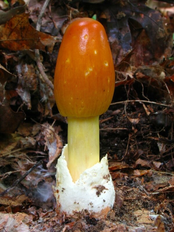 Η μυστηριώδης βασιλεία των Fungi