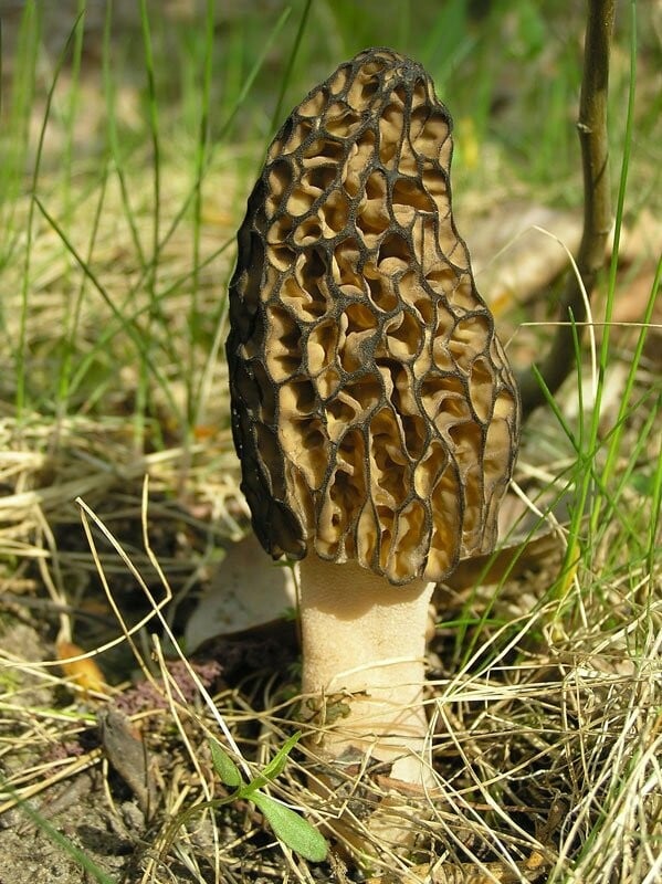 Η μυστηριώδης βασιλεία των Fungi