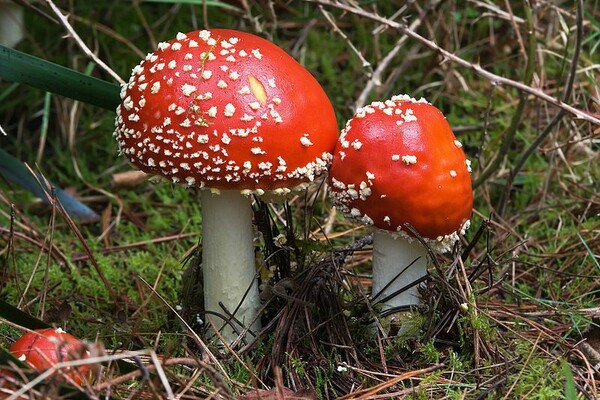 Η μυστηριώδης βασιλεία των Fungi