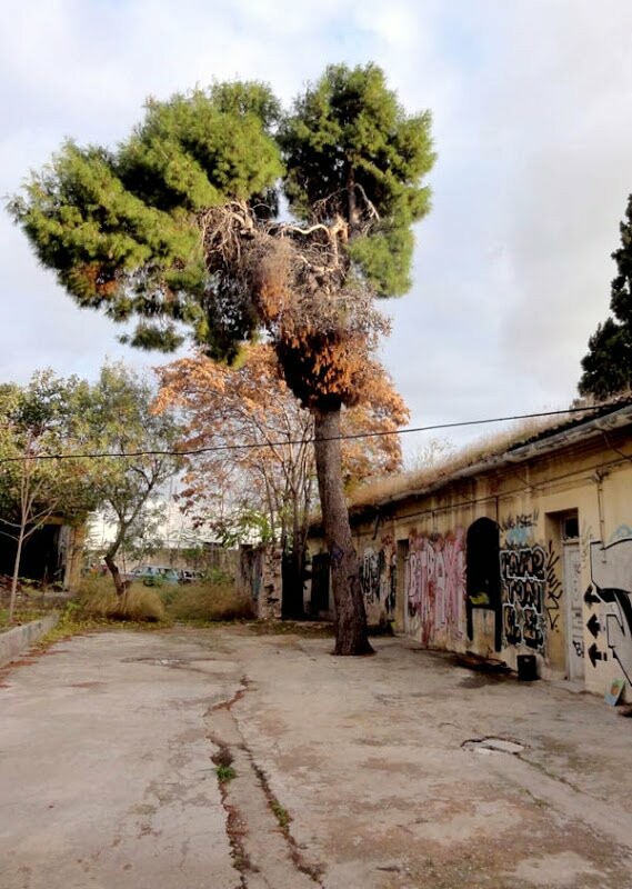 Στoν σιωπηλό κόσμο του Λυσσιατρείου