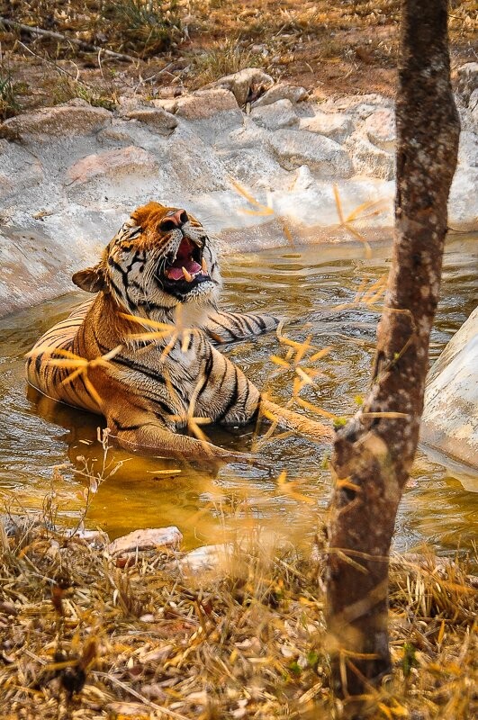 Saturated India