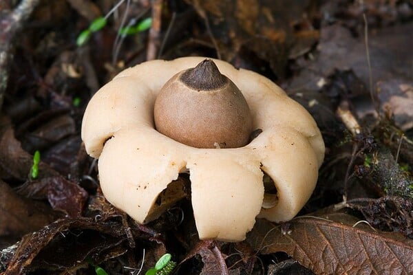 Η μυστηριώδης βασιλεία των Fungi