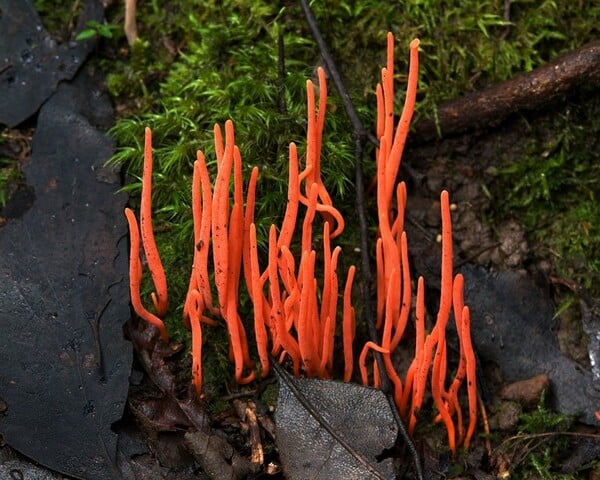 Η μυστηριώδης βασιλεία των Fungi