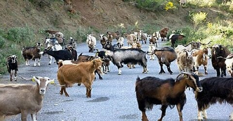 Κατσίκες βελάζουν με ανθρώπινη φωνή!