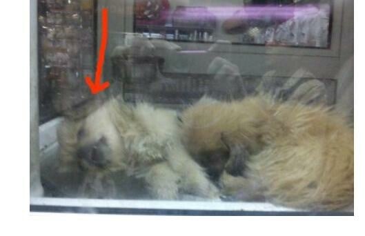 Νεκρό κουτάβι σε βιτρίνα pet shop στο Παγκράτι