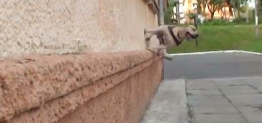 Σκύλος, πρωταθλητής parkour