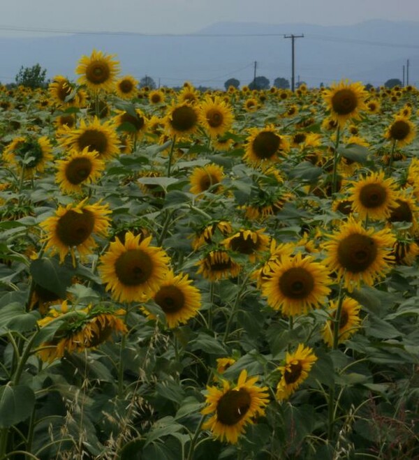 Λιβάδια με ηλιοτρόπια