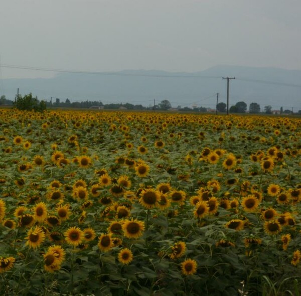 Λιβάδια με ηλιοτρόπια