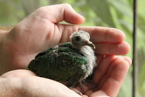 Baby Birds!