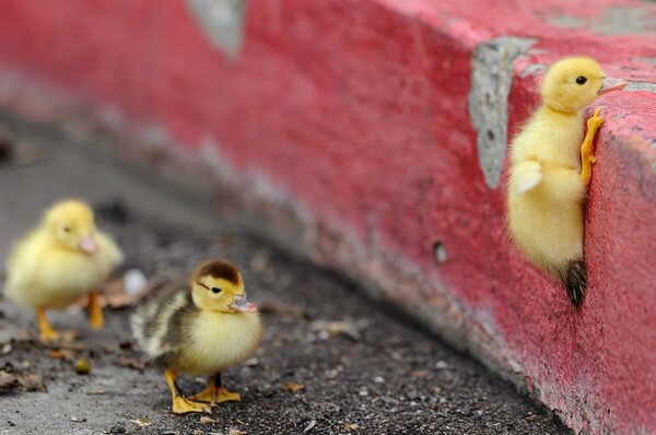 Baby Birds!