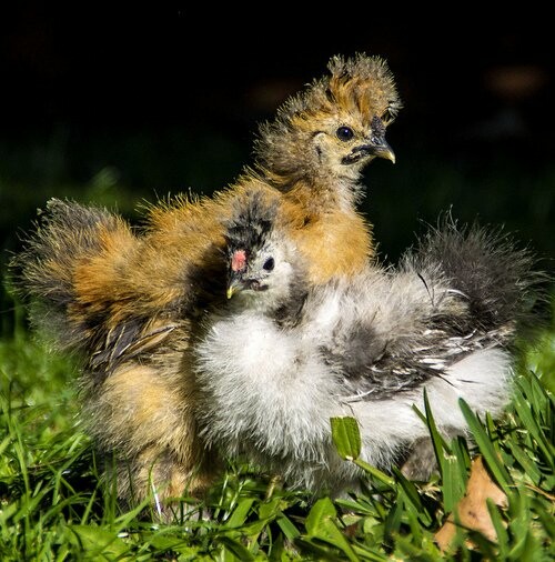 Baby Birds!