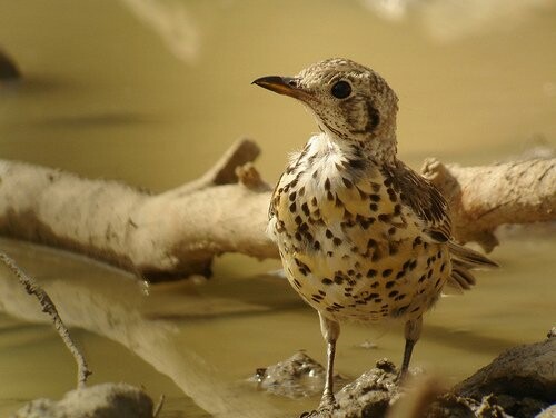 Baby Birds!