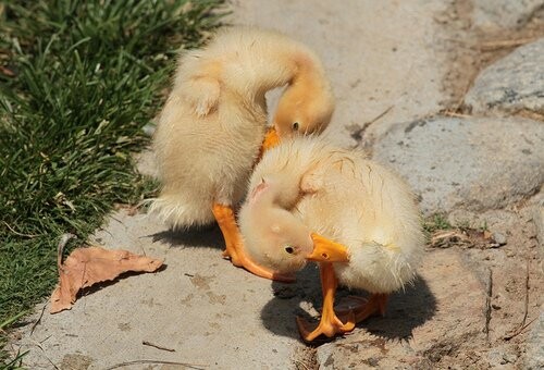 Baby Birds!