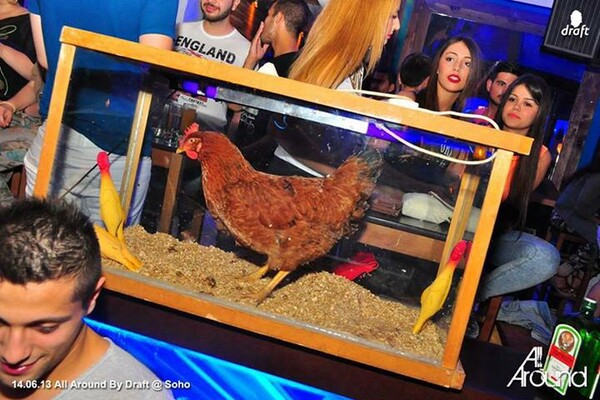 UPDATE: Άφαντη πλέον η κότα που ήταν σε γυάλα - ως ντεκόρ σε μπαρ της Ελλάδας!