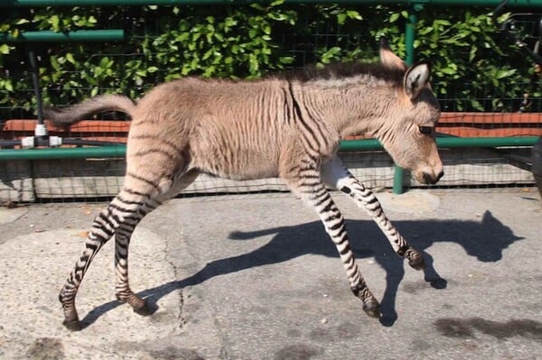 Zonkey: Μισός ζέβρα και μισός γάιδαρος