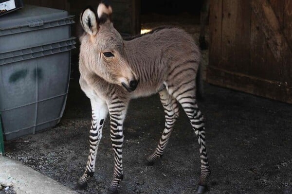 Zonkey: Μισός ζέβρα και μισός γάιδαρος