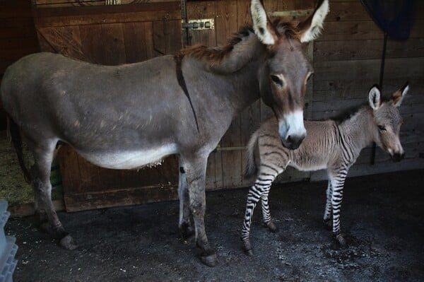 Zonkey: Μισός ζέβρα και μισός γάιδαρος