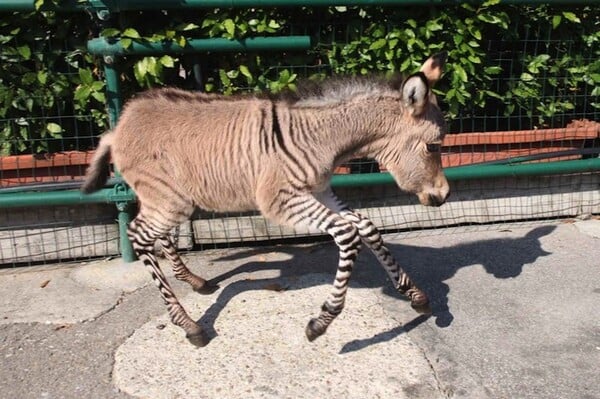 Zonkey: Μισός ζέβρα και μισός γάιδαρος