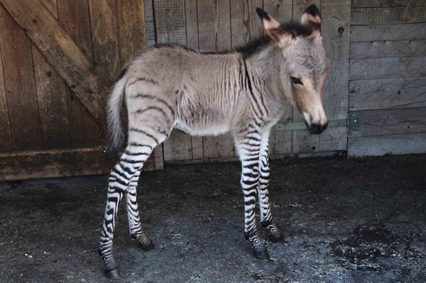 Zonkey: Μισός ζέβρα και μισός γάιδαρος