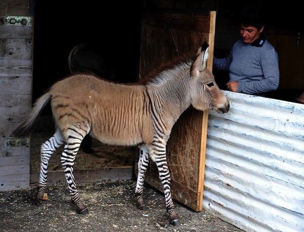 Zonkey: Μισός ζέβρα και μισός γάιδαρος