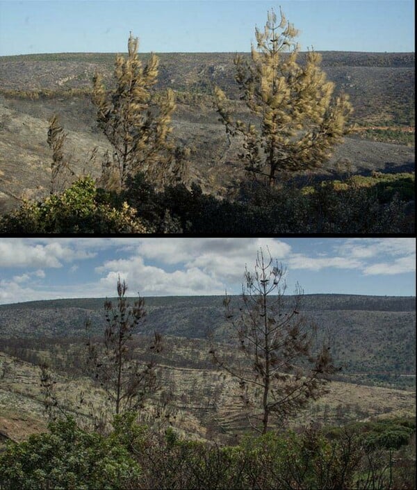 Χίος, 8 μήνες μετά τη φωτιά, μία (φωτο)περιπλάνηση