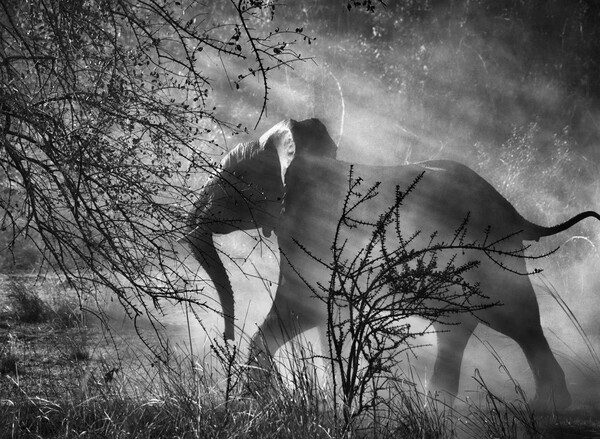 Genesis. Sebastião Salgado