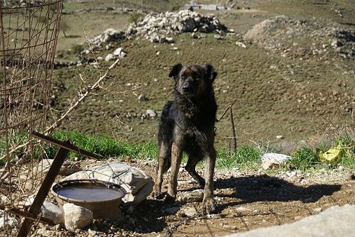 Τα βαρελόσκυλα της Ελλάδας