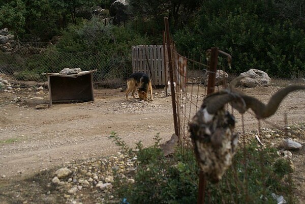 Τα βαρελόσκυλα της Ελλάδας