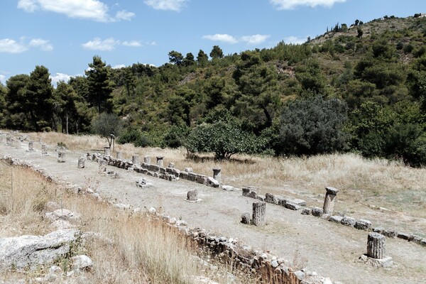 Αμφιάρειο: το δασωμένο ιερό ενός αρχαίου θεού και μάντη