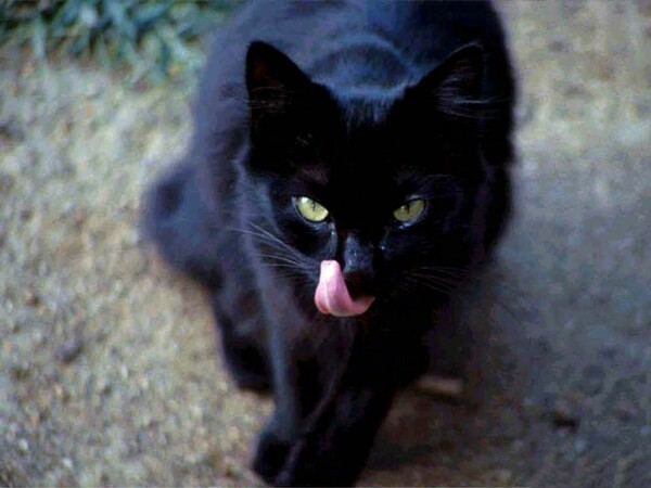 25 ωραιότατες μαύρες γάτες (που αν παλιά τις έκανες παρέα, καταδικαζόσουν σε θάνατο)