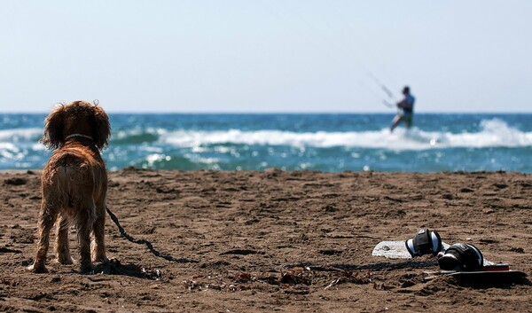 H Νατάσσα Κωστάκη δεν μπορεί καν να μετρήσει πόσα σκυλιά έχει φωτογραφήσει