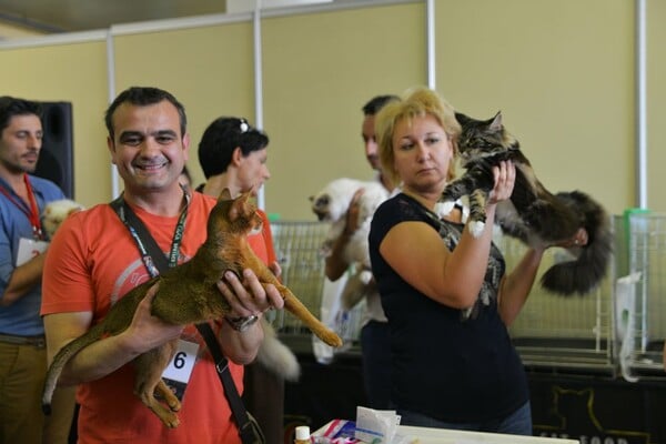 Μια ολόκληρη μέρα στο πρώτο παγκόσμιο Cat Show της Ελλάδας