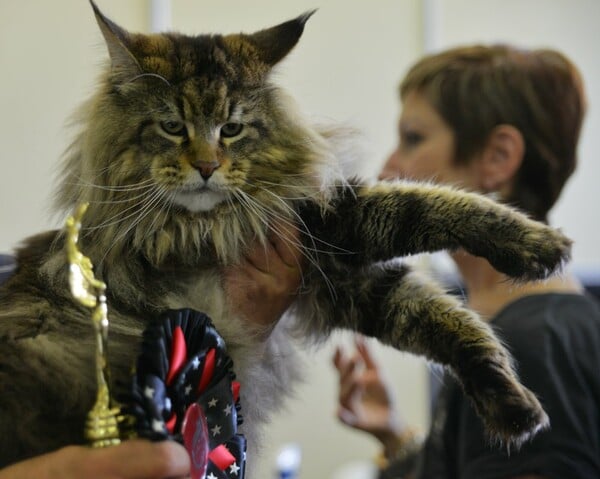 Μια ολόκληρη μέρα στο πρώτο παγκόσμιο Cat Show της Ελλάδας