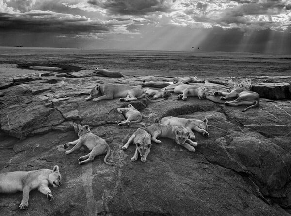 H φωτογραφία που κέρδισε στον διαγωνισμό Wildlife Photography of the Year