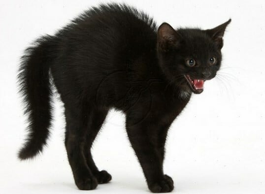 25 ωραιότατες μαύρες γάτες (που αν παλιά τις έκανες παρέα, καταδικαζόσουν σε θάνατο)