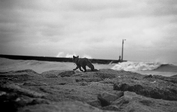 O Hisatomi Tadahiko θα ήθελε να ζει σε μια ταινία του Wim Wenders