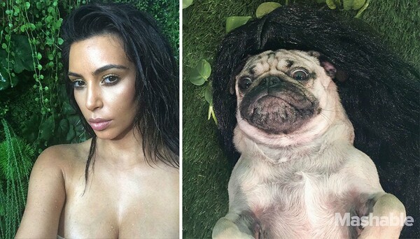 To pug που ξέρει πως να βγάζει selfies σαν τη Kim Kardashian 