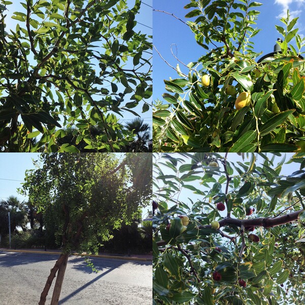 Κι όμως, υπάρχουν ακόμη τζιτζιφιές στις Τζιτζιφιές !