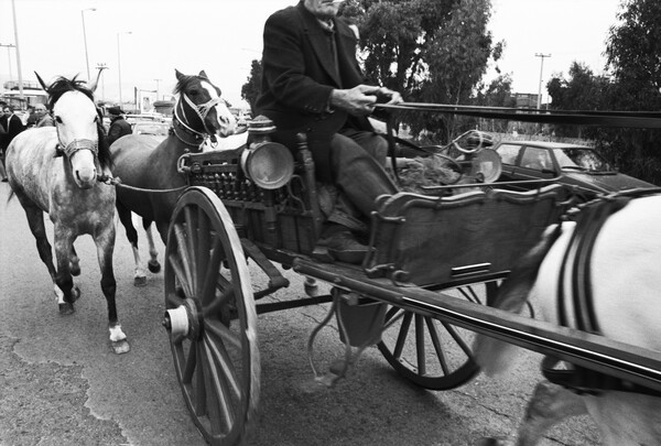 Ζωοπανήγυρη στο Ρέντη (1992)