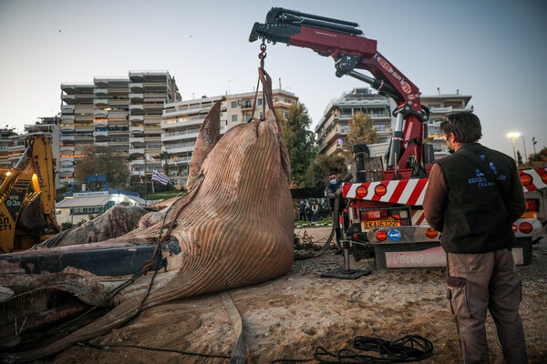 Φωτογραφίες: Νεκρή φάλαινα εντοπίστηκε στον Πειραιά